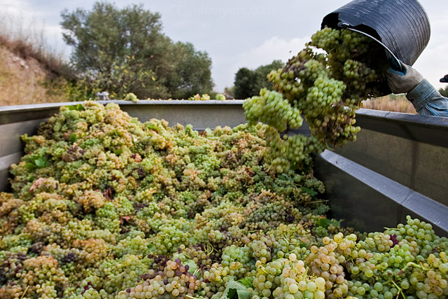 grape harvest spain