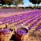 saffron cultivation