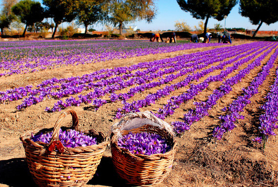 saffron cultivation