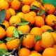 cold oranges