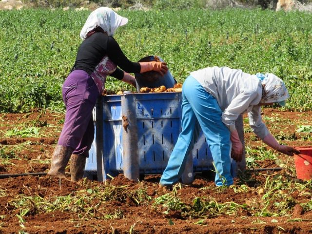 farmworker