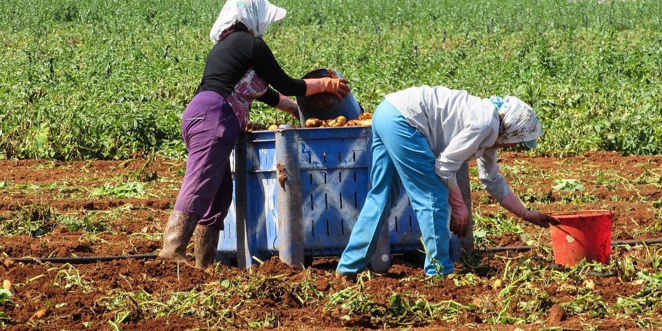 farmworker