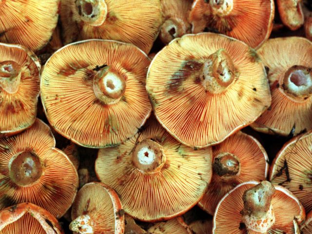 Mushroom mallorca