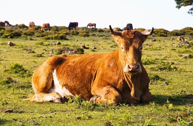 Brown cow lying in a fiel