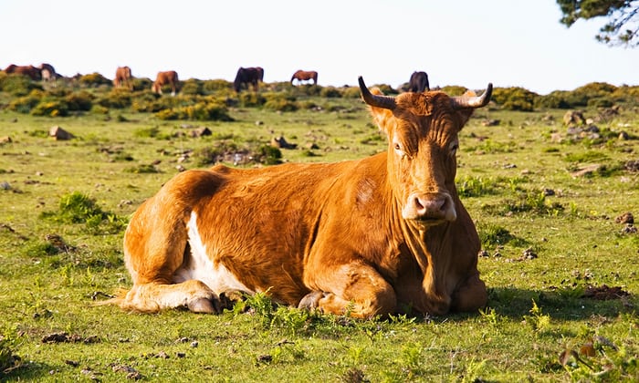 Brown cow lying in a fiel