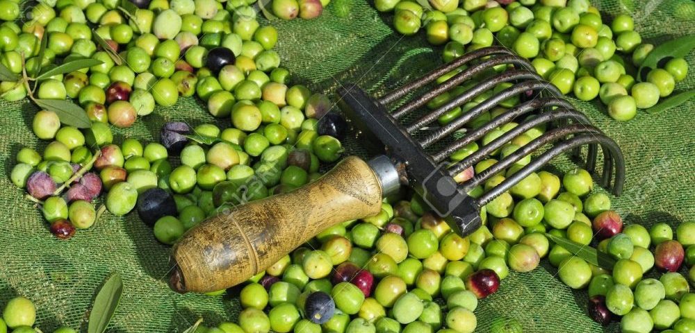 olive farmers face increase in tariffs after American trade deal