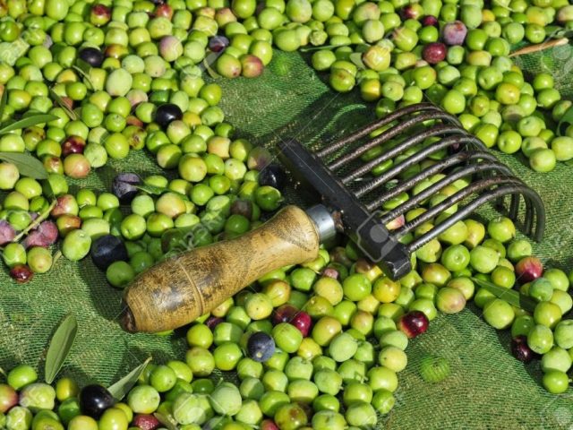 olive farmers face increase in tariffs after American trade deal