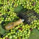 olive farmers face increase in tariffs after American trade deal