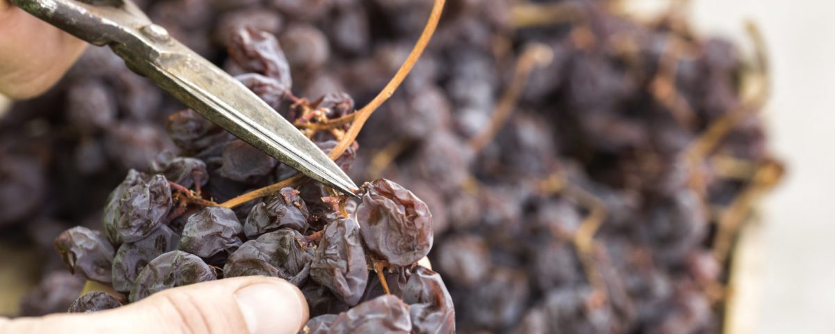 Ancient Axarquia dried grape process is recognised as by the United Nations