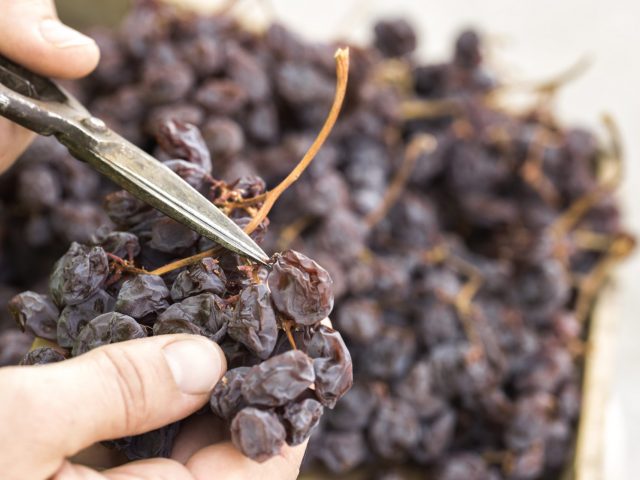 Ancient Axarquia dried grape process is recognised as by the United Nations