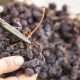 Ancient Axarquia dried grape process is recognised as by the United Nations